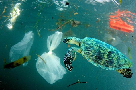 Plastics are dangerous for the environment