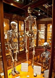 Students take a trip to the Mutter Museum